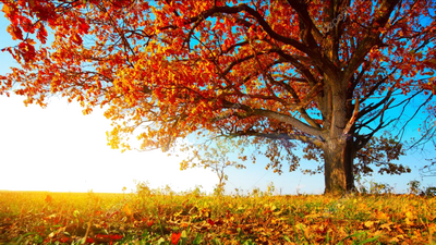 Automne